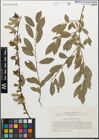 Foto von Salix myrsinifolia Salisb.